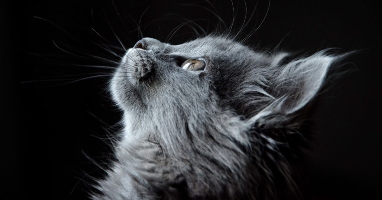 Vet Professionals offering 10-minute tips on cats