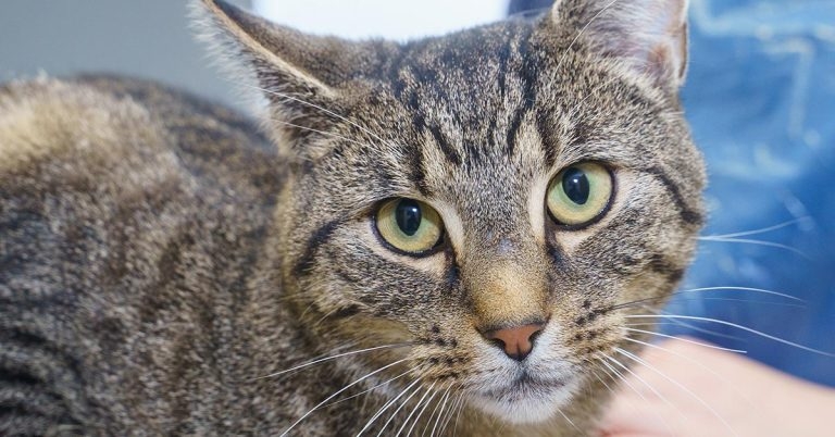 Marbles taking life for granite after two vet trips