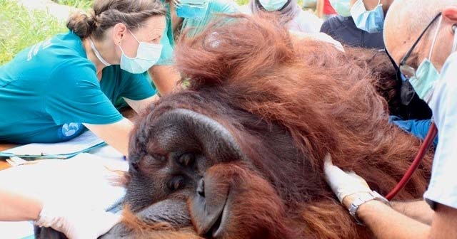 Virbac swings into action to support orangutan charity