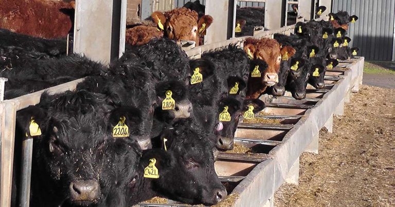Helminth control in cattle