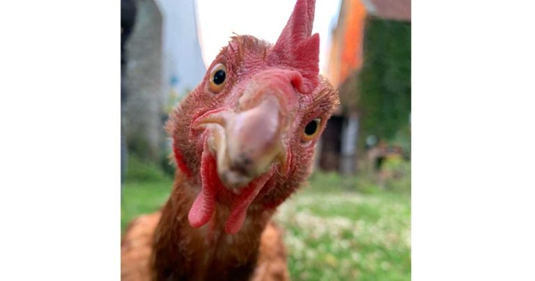 Imagine that – Yolko takes calendar crown