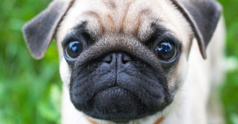 Dogs sought for BOAS research project