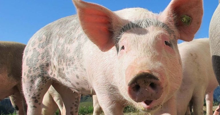 Projects to tackle costly pig virus