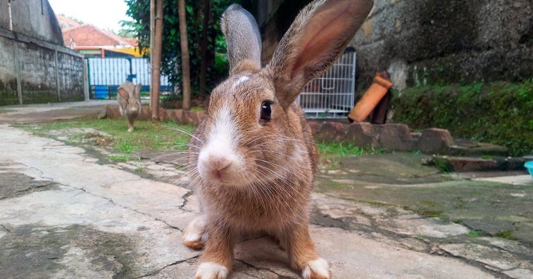 Rabbit facts, stats and resources