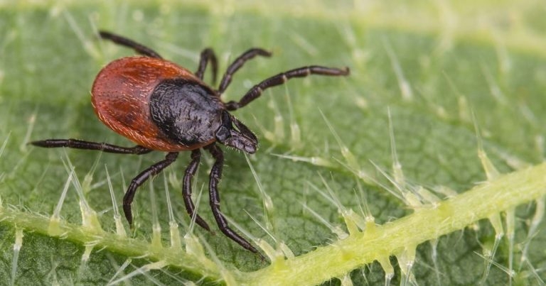 Tricky ticks and formidable fleas: fighting a year-round battle
