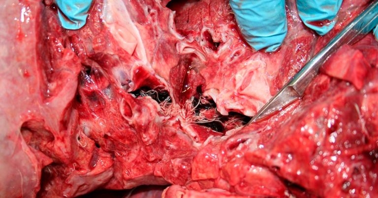 Interesting farm animal cases from the laboratory: October 2020