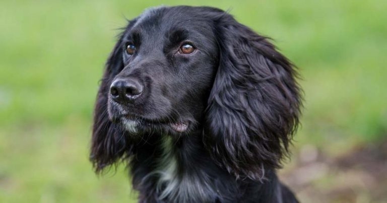 Vets rebuild cocker spaniel’s jaw after horse kick