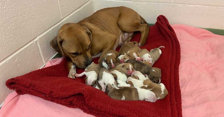 Home celebrates two puppy litters born in lockdown