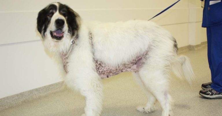 Changes in canine cortisol measurements