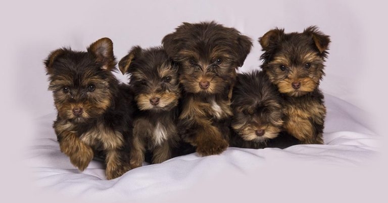 Survey shows lack of new puppy owner financial planning