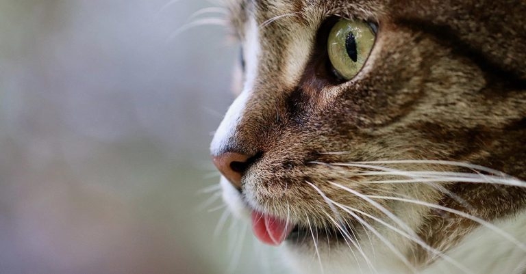 Study identifies new feline dwarfism link