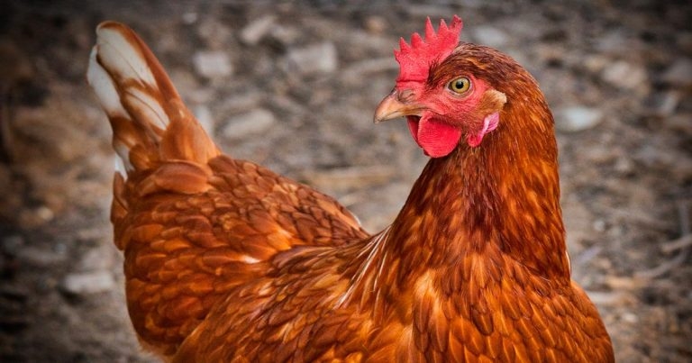 Two outbreaks of avian flu confirmed in England