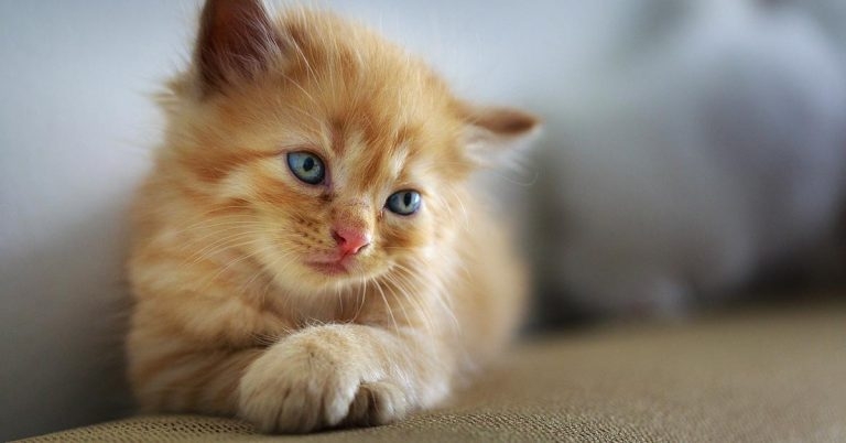 Cats Protection warning after price of kittens soars