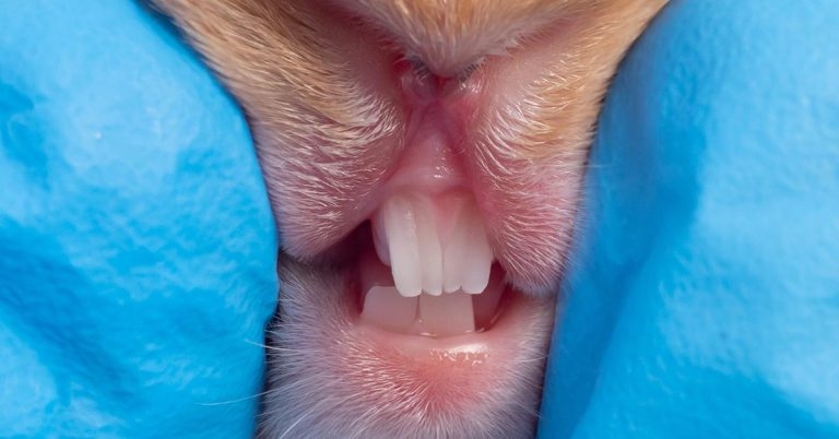Understanding nutrition and dentistry in rabbits