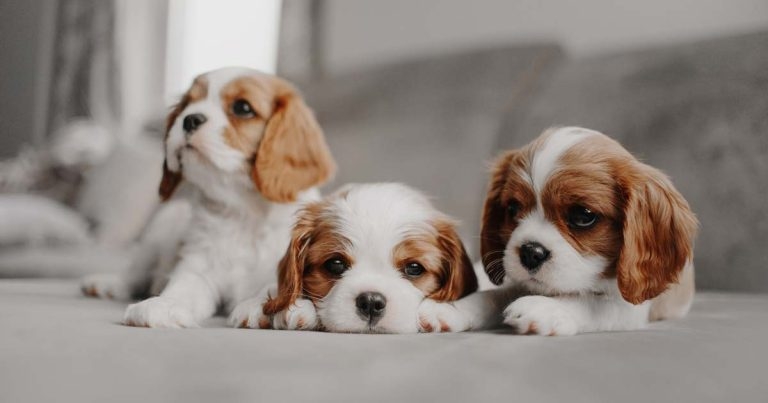 Profession called upon to ‘upskill’ owners against illegal puppy trade
