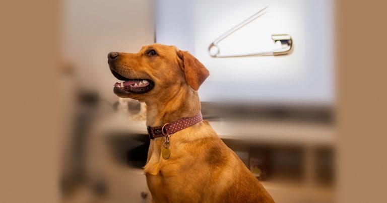 Open and shut case of safety pin puppy