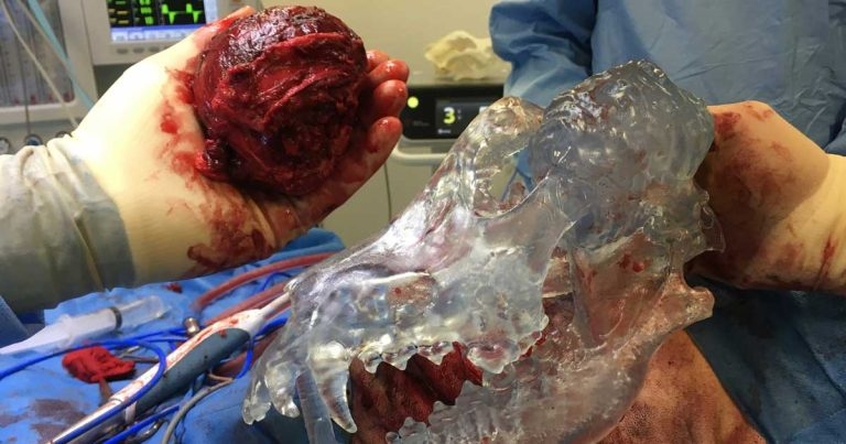 Massive Molly makes miracle recovery