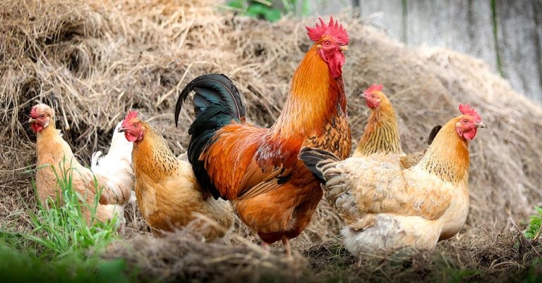 Boehringer Ingelheim joins International Poultry Council