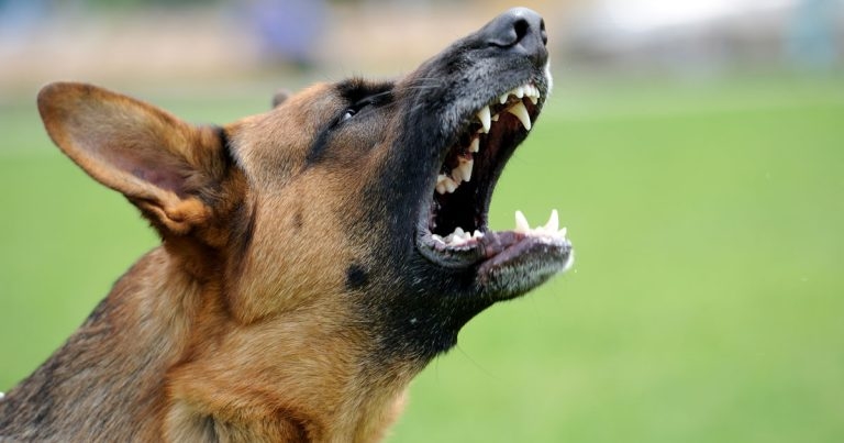 Academic calls for licensing to address aggressive dogs
