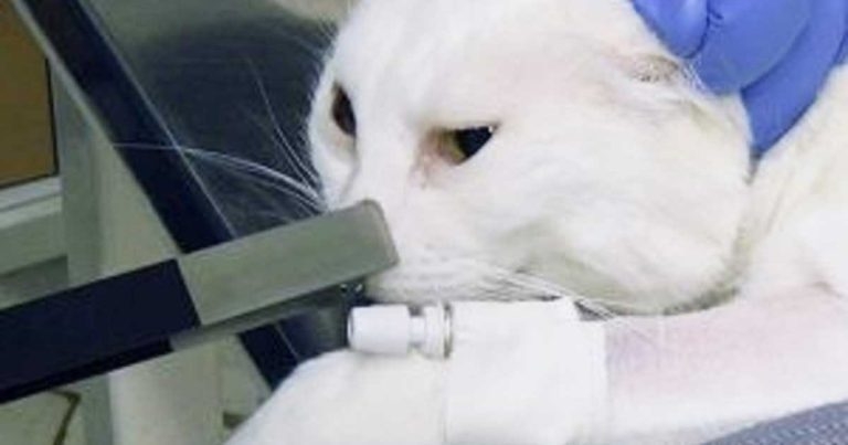 Electrochemotherapy added to Willows’ cancer care offering
