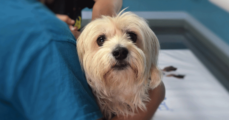 VetFinders announces new charity initiatives