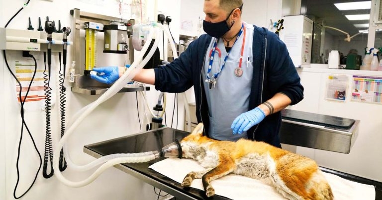 RSPCA reveals number of animals helped during pandemic