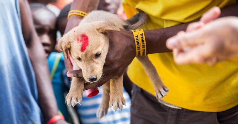 New app boosts rabies vaccination rates