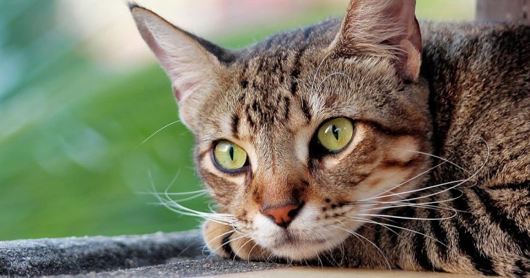 Cats thrive on vegan diet in peer-reviewed study