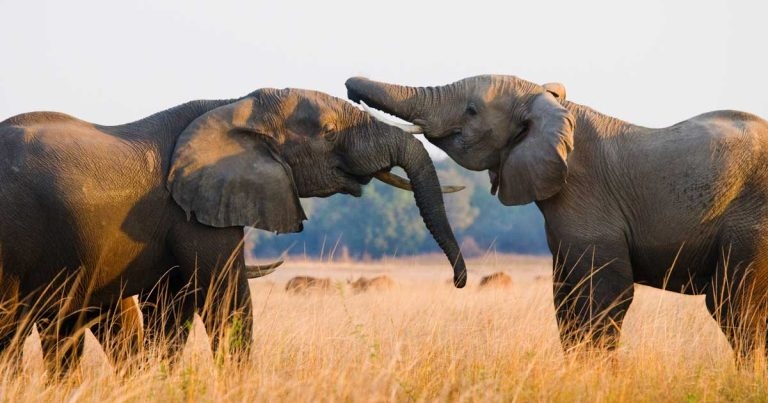 Vets planning Wild Ride through heart of Africa