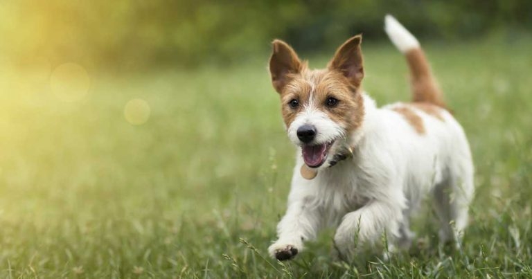 Study highlights heatstroke threat in dogs