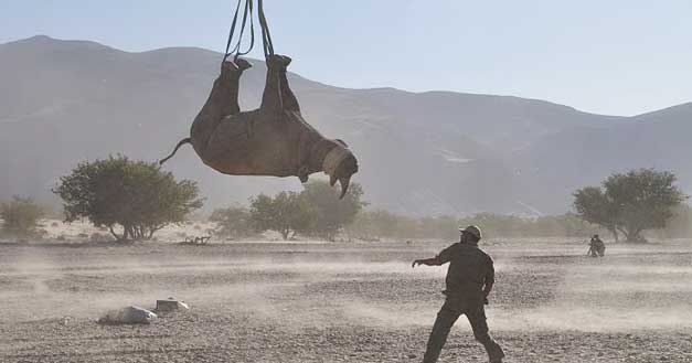 Study finds rhinos can fly upside down