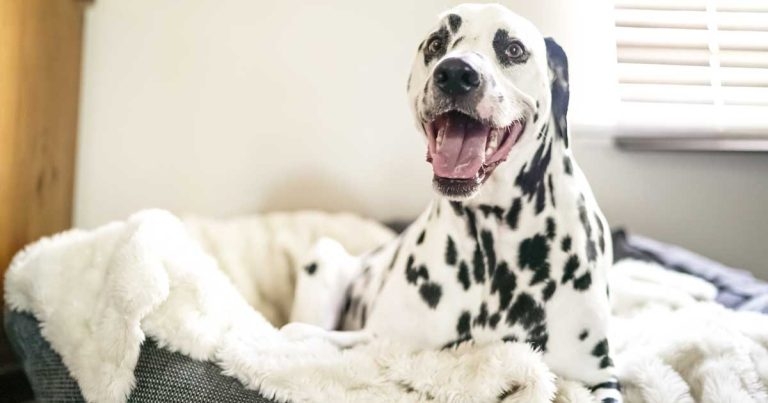 Funding scheme to support pets in housing research