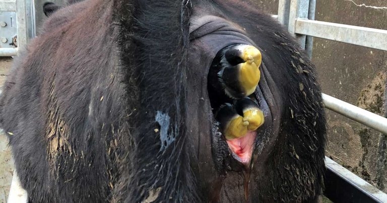 Improving beef suckler herd efficiencies and performance