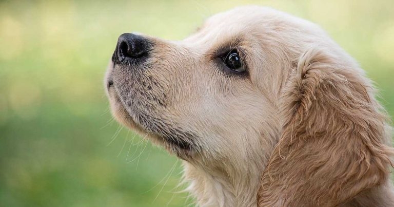 Mixed messages around canine infectious respiratory disease