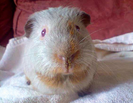 Skin problem solutions for guinea pigs