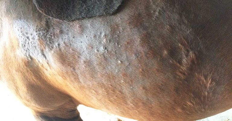 Summer allergies – getting ready for arrival of seasonal ills in equids