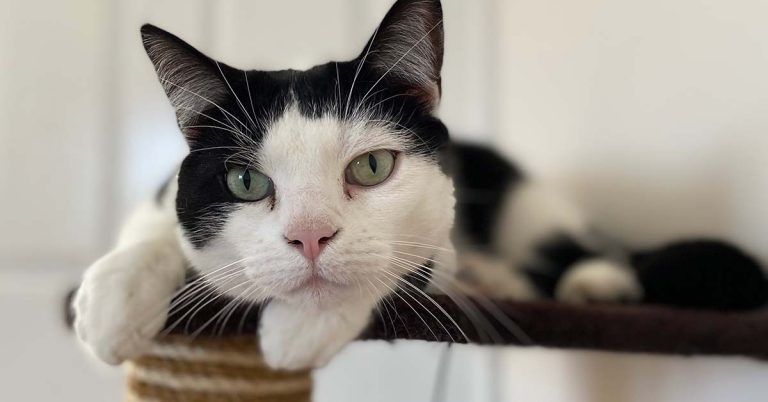 Apollo claws back to full health after vet help