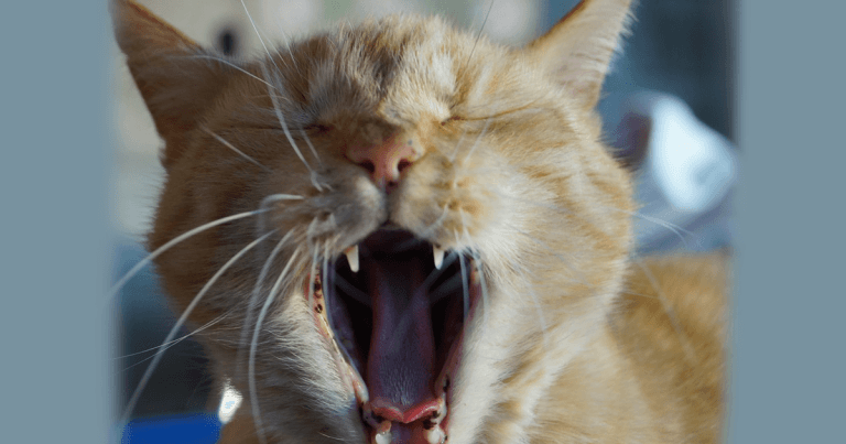 International Cat Care launches dental course for vets