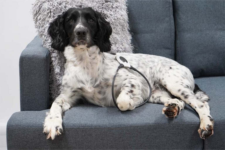 Animal tPEMF device launches in UK