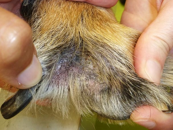 Dermatitis in canine patients