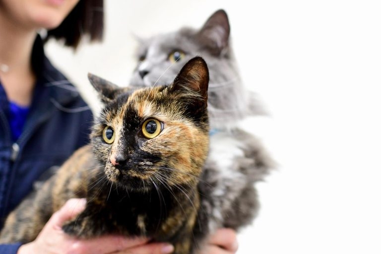 Cat-friendly accolade for three ophthalmology sites 