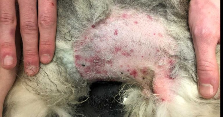 RVC in call for dogs for largest ever autoimmune disease study