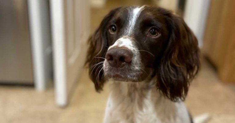Cliff fall springer spaniel Finn fine after ops