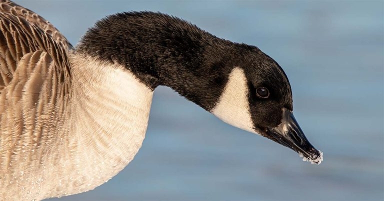 Wild bird flu incursion risk high as winter prevention zone kicks in