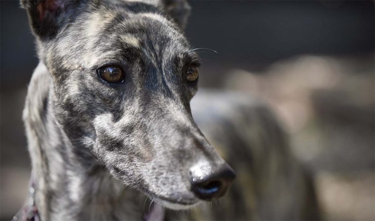 Alabama rot: facts, stats and further reading