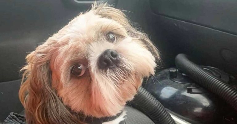 Shih-tzu saved after swallowing fish hook