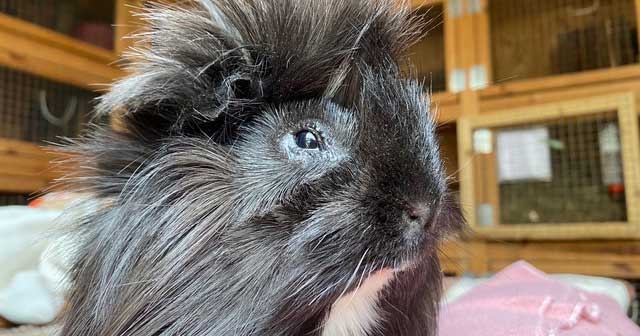 Bullied guinea pig eyes brighter future