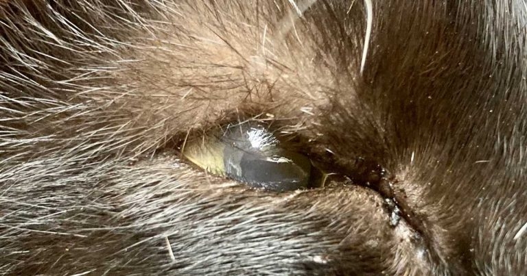 Lip filler saves sight in Oreo’s eye
