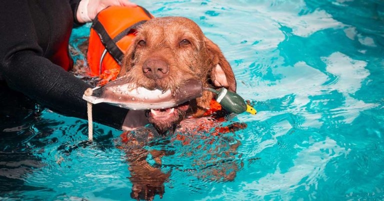 Study highlights postoperative risks of hydrotherapy following surgery for IVDE 