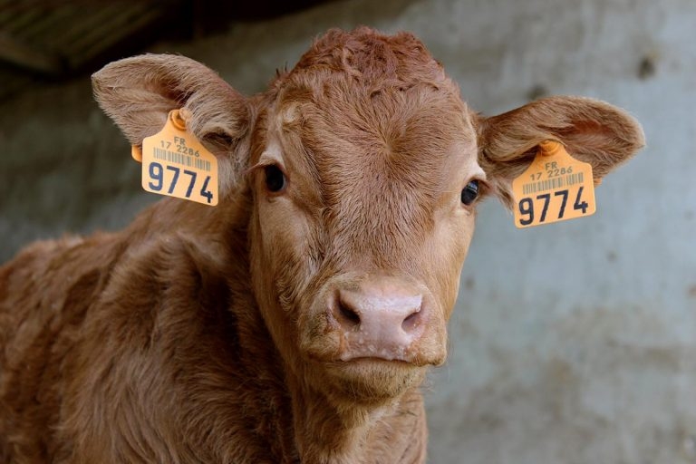 Calving: planning for successful parturition and rearing period